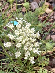 Daucus carota