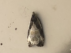 Olethreutes connectum