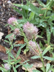 Trifolium arvense