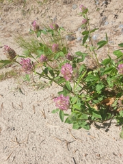 Trifolium pratense