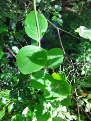 Lonicera caprifolium