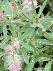 Trifolium arvense