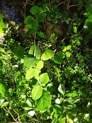 Lonicera caprifolium