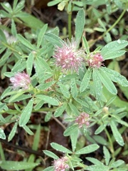 Trifolium arvense