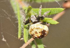 Araneus rotundulus