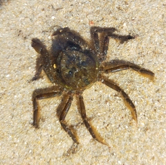 Hymenosoma orbiculare