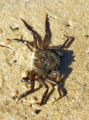 Hymenosoma orbiculare