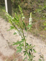 Melilotus albus