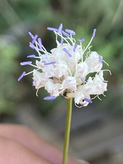 Cephalaria joppensis