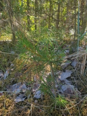 Pinus sylvestris