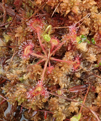 Drosera rotundifolia image
