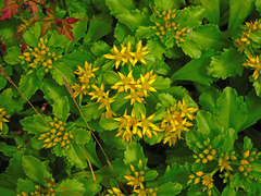 Phedimus kamtschaticus