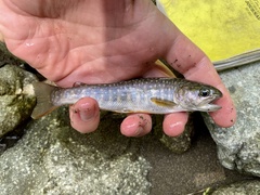 Salvelinus leucomaenis