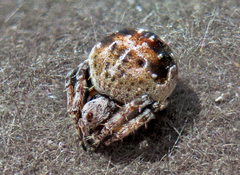 Araneus rotundulus