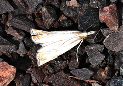 Chrysoteuchia culmella