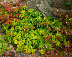 Phedimus kamtschaticus