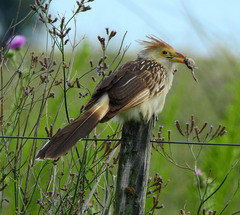 Guira Cuckoo photo 2