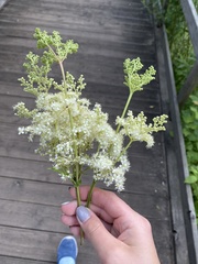 Filipendula ulmaria