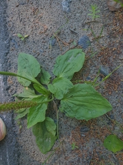 Plantago major