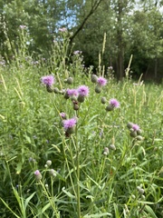 Cirsium arvense