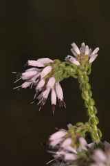 Erica globiceps consors