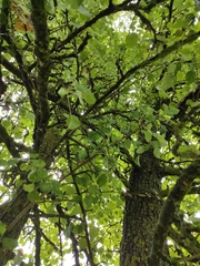 Pyrus communis