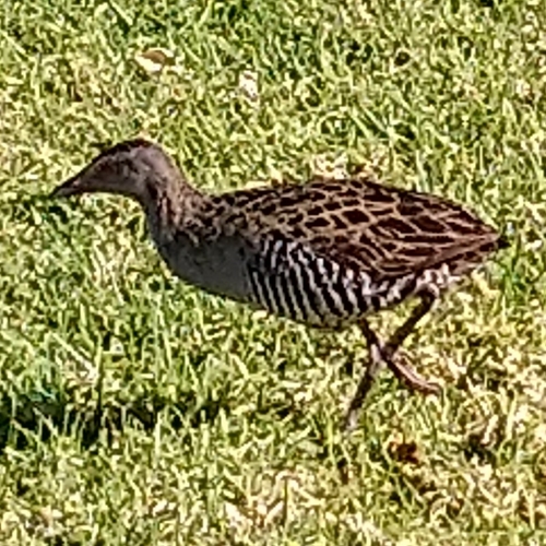 Guión africano (Crex egregia)