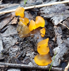 Heterotextus miltinus