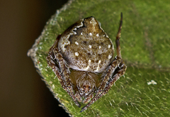 Araneus acuminatus
