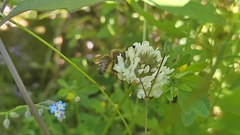 Apis mellifera