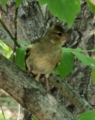 Fringilla coelebs