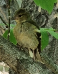 Fringilla coelebs