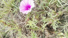 Ipomoea oenotherae