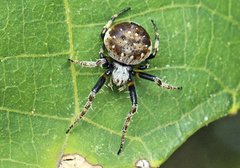 Araneus rotundulus