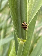 Harmonia axyridis