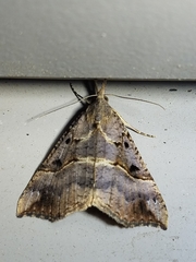 Hypena edictalis