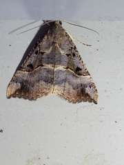 Hypena edictalis