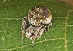 Araneus rotundulus