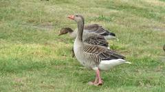 Anser anser