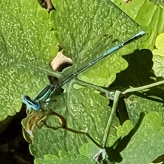 Platycnemis pennipes