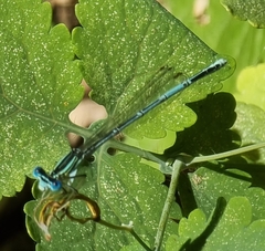 Platycnemis pennipes