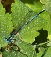 Platycnemis pennipes