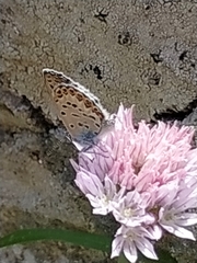 Plebejus bellieri