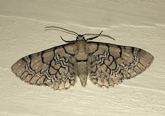 Eupithecia venosata