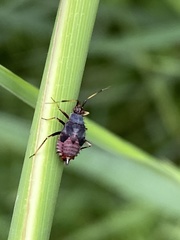 Deraeocoris ruber