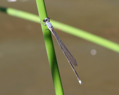 Pseudagrion jedda