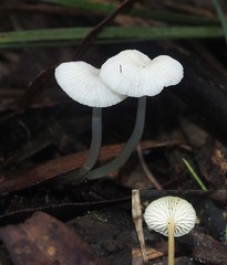 Mycena nivalis