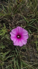 Ipomoea oenotherae