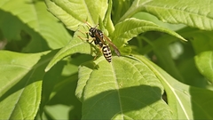 Polistes dominula
