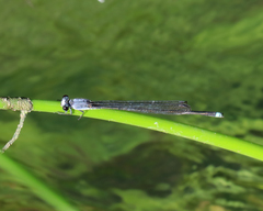 Pseudagrion jedda